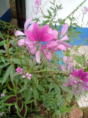 Cleome houtteana
