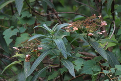 Hydrangea aspera