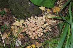 Armillaria borealis