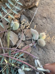 Astragalus concordius