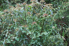 Hydrangea aspera