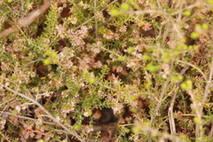Erica similis