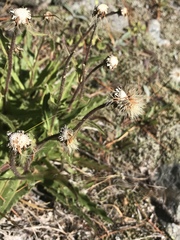 Schlagintweitia intybacea