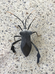 Acanthocephala alata