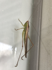 Conocephalus fasciatus