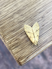 Lophocampa annulosa