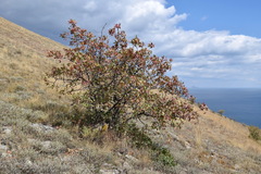 Pistacia atlantica mutica