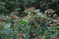 Hydrangea aspera