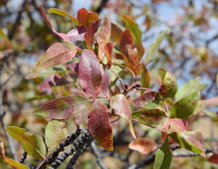 Pistacia atlantica mutica