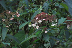Hydrangea aspera