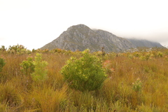 Leucadendron eucalyptifolium