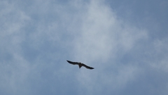 Neophron percnopterus