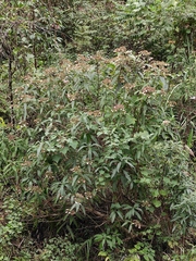 Hydrangea aspera