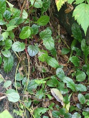 Ajuga reptans