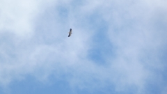 Neophron percnopterus