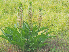 Eucomis autumnalis