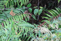 Menisciopsis penangiana