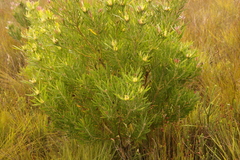 Leucadendron eucalyptifolium