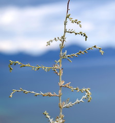 Artemisia lercheana