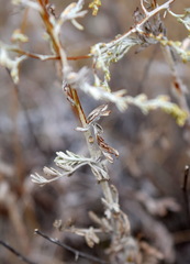 Artemisia lercheana