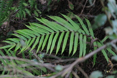 Menisciopsis penangiana