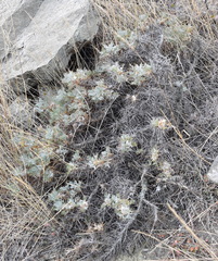 Astragalus arnacantha