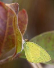 Eurema brigitta