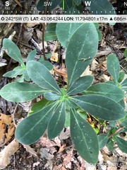 Daphne mezereum
