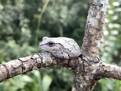 Hyla femoralis