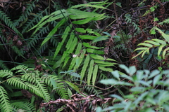 Menisciopsis penangiana