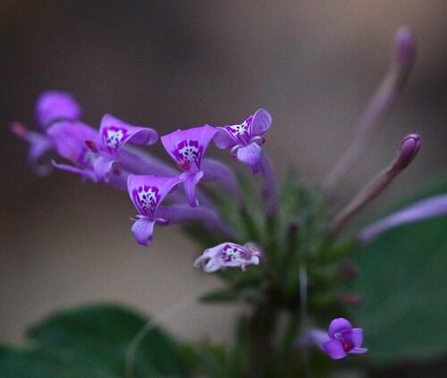 Hypoestes longituba image