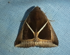 Chalciope mygdon