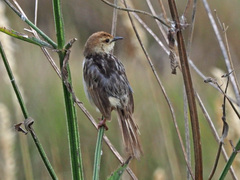 Cisticola tinniens