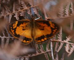 Byblia anvatara