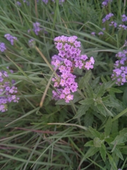 Heliotropium amplexicaule