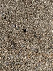 Coleoptera