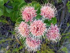 Leucospermum winteri