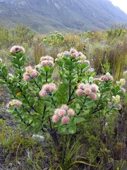 Leucospermum winteri