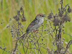 Cisticola tinniens