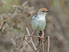 Cisticola tinniens