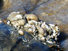 Amphibalanus improvisus