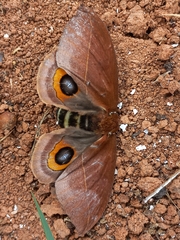 Automeris melanops