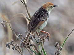 Cisticola tinniens
