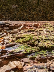 Lophocolea heterophylla