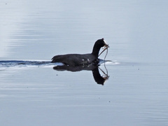 Fulica cristata