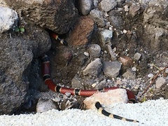 Micrurus nigrocinctus