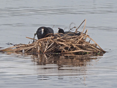 Fulica cristata
