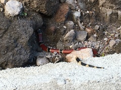 Micrurus nigrocinctus