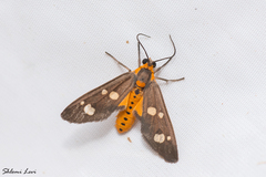 Dysauxes famula