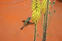 Amazilis amazilia